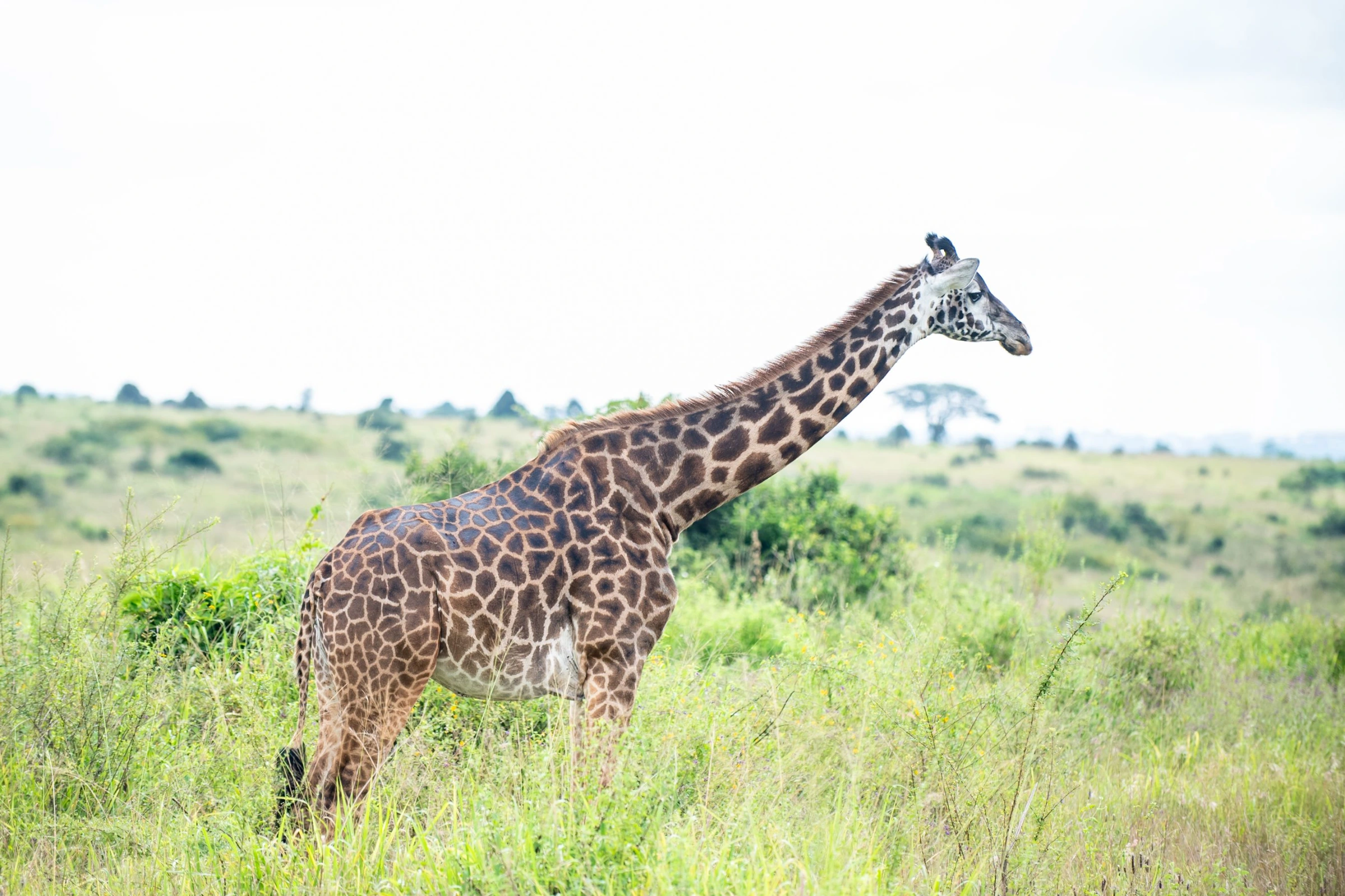 Nairobi National Park