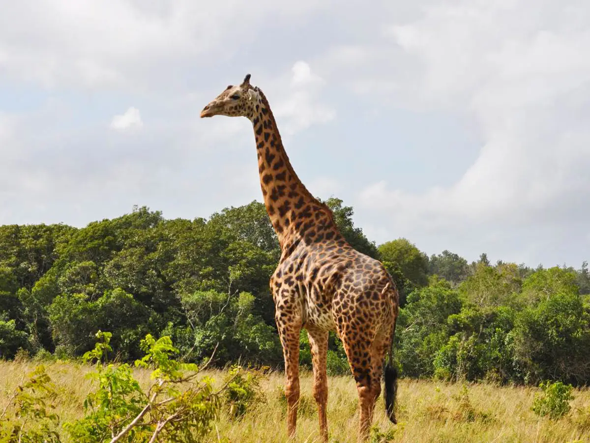 Shimba Hills National Reserve