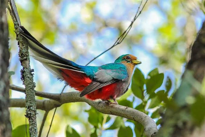 Kakamega Forest National Reserve