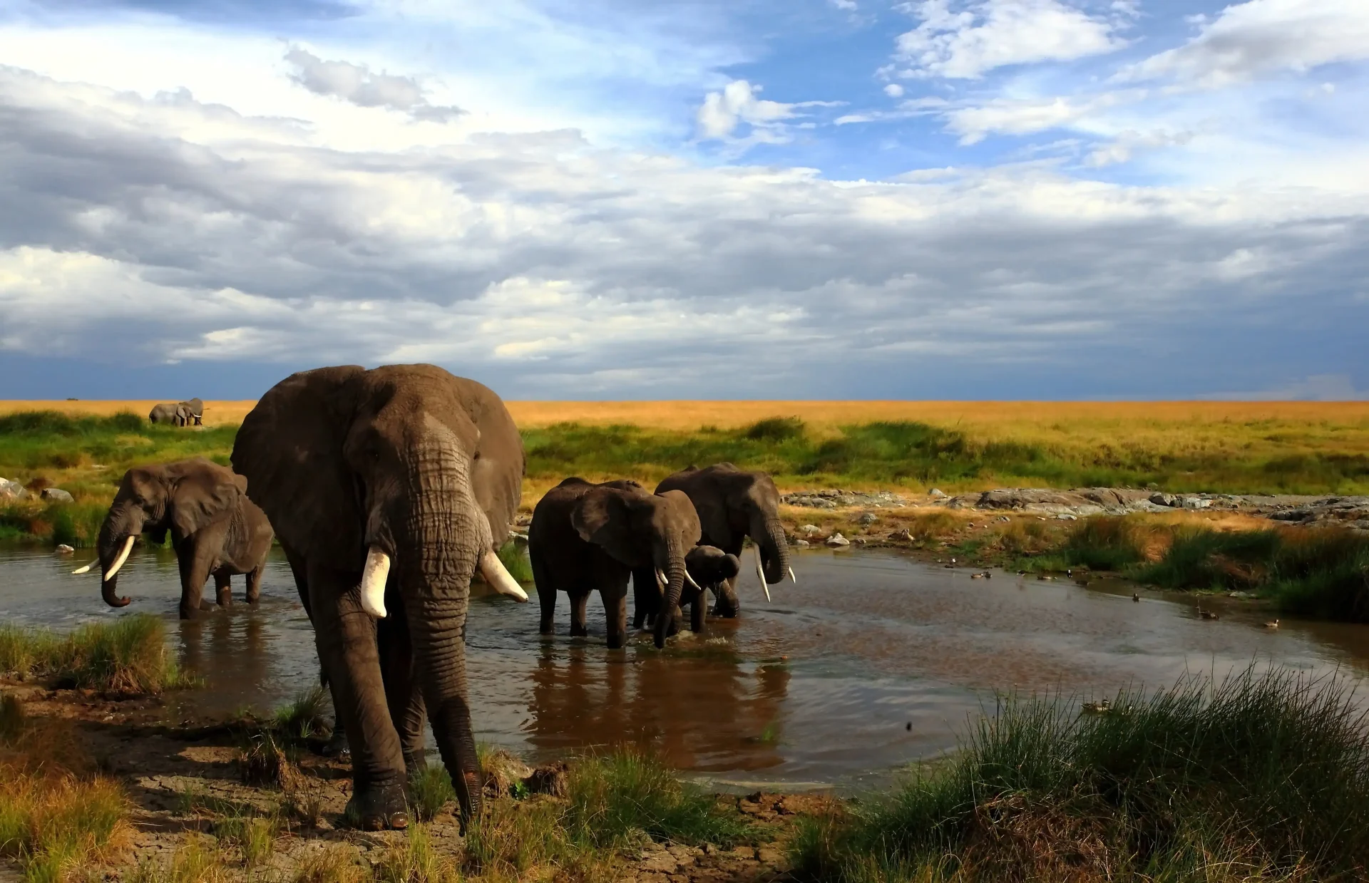 Meru National Park