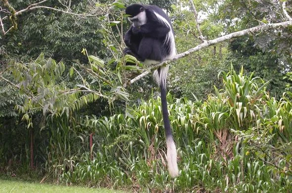 Mt. Elgon National Park
