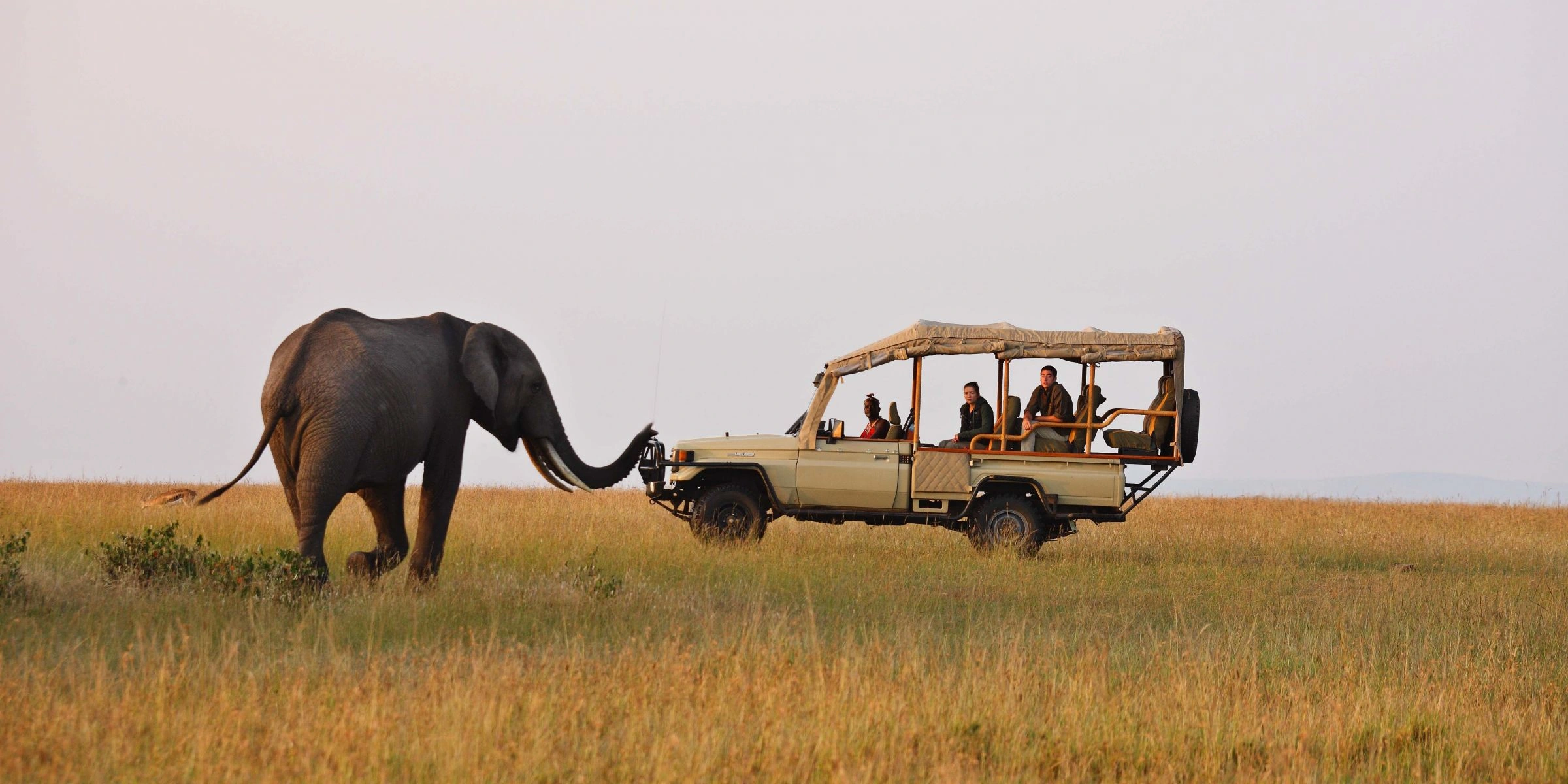 Kenya Wildlife Game Drives