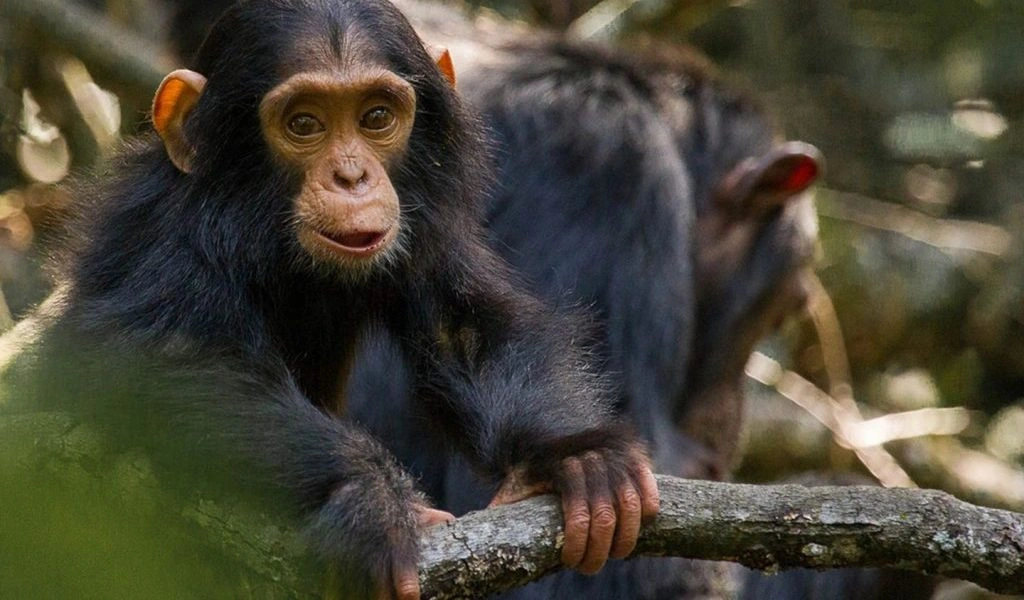 Sweetwaters Chimpanzee Sanctuary Visit
