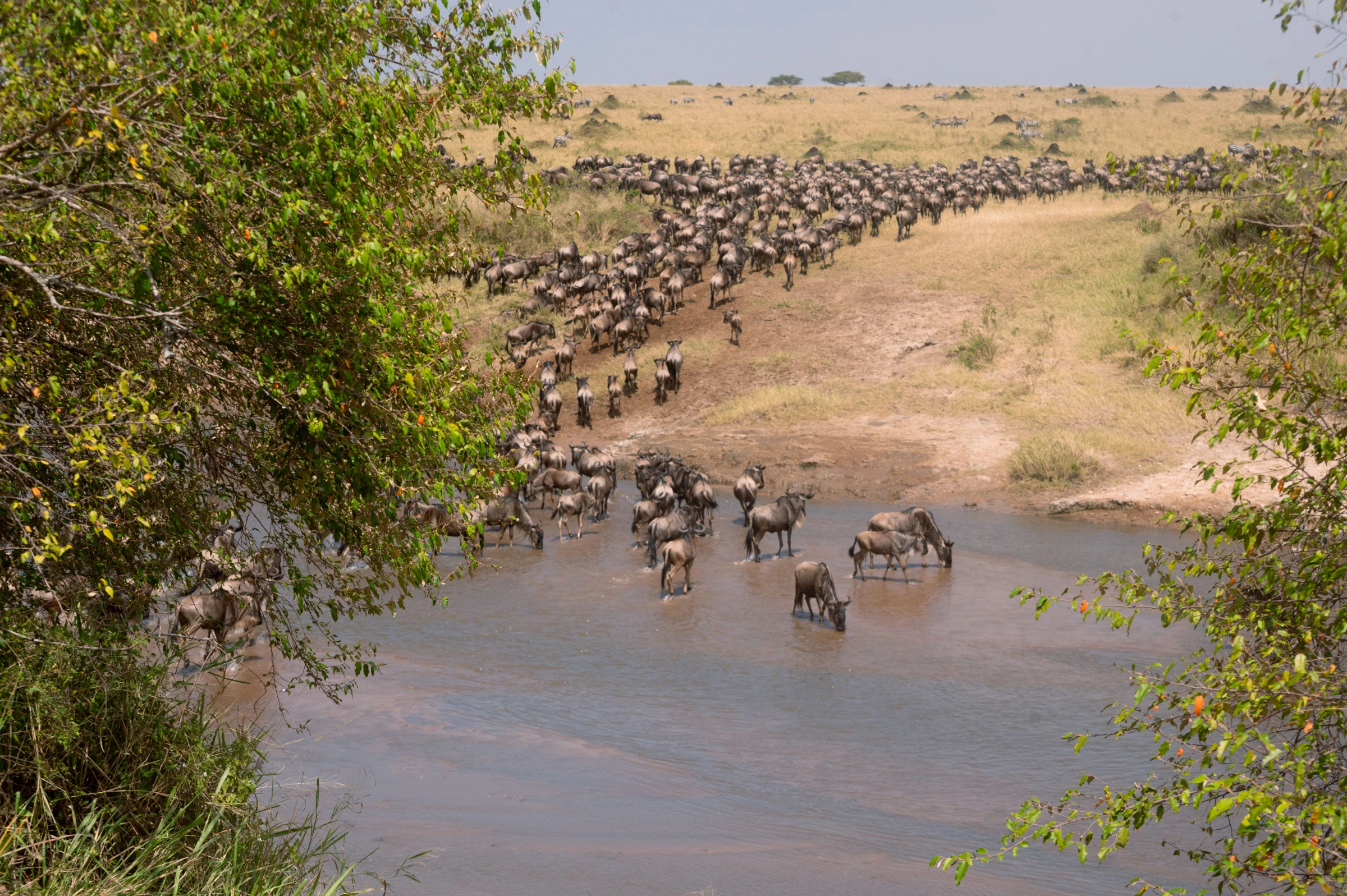 Masai Mara Great Migration Viewing