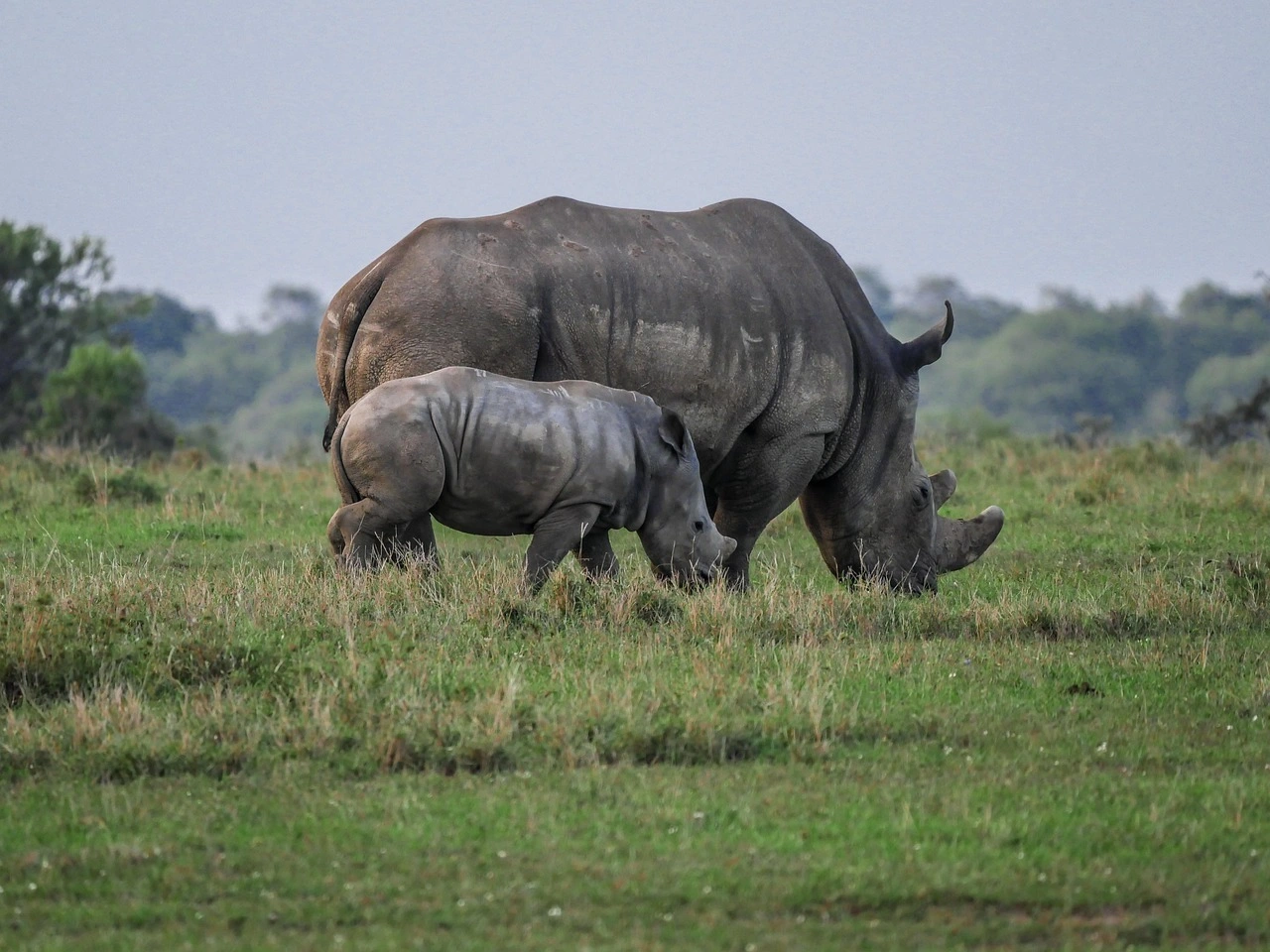 5 Days Amboseli, Naivasha, Nakuru and Ol Pejeta Safari