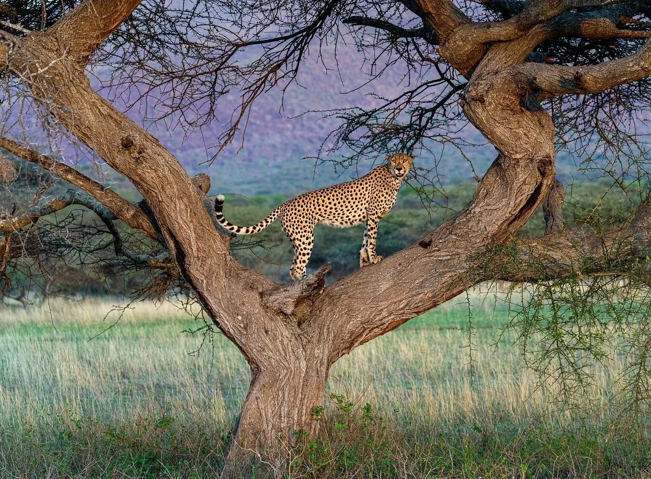 3 Days Ol Pejeta Rhino and Wildlife Safari