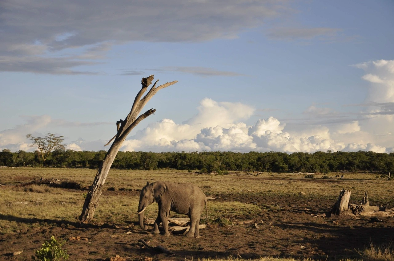 Wildlife sighting at ol pejeta conservancy imgi 135 nairobi 6335280 1280