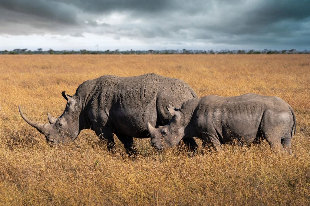 3-Day Ol Pejeta Safari from Nairobi: Itinerary, Stays & Planning