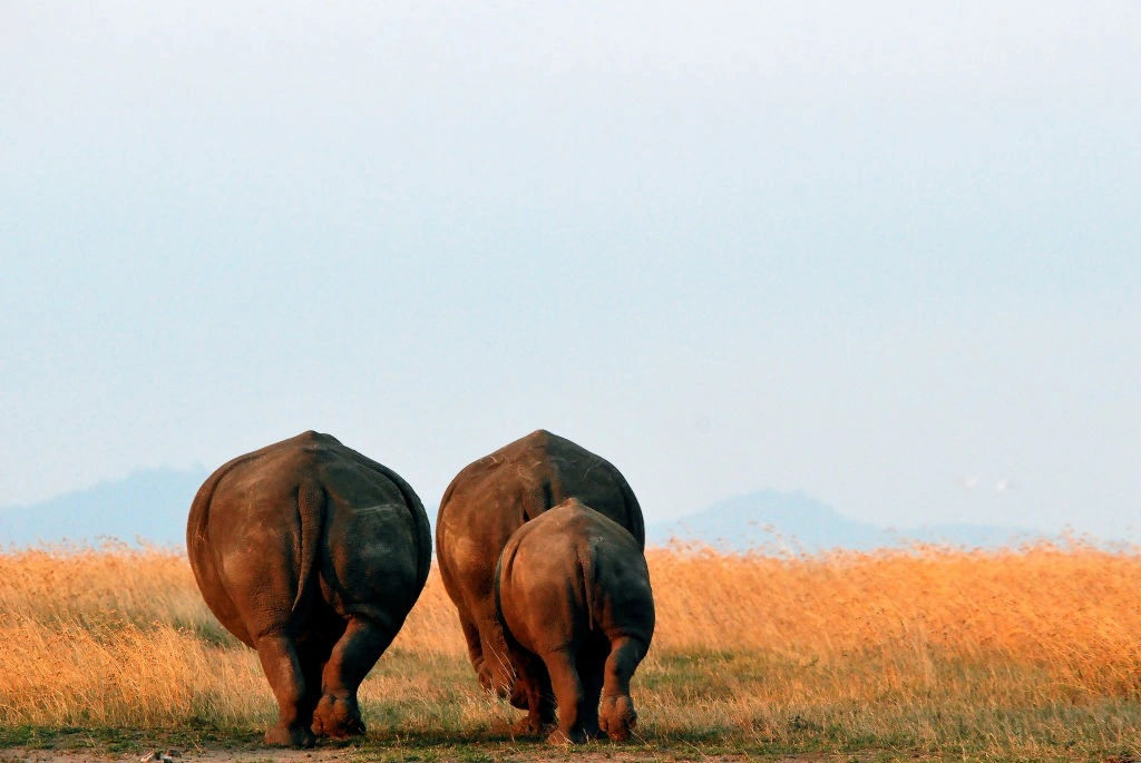 Wildlife sighting at ol pejeta conservancy imgi 19 rhino withdrawal