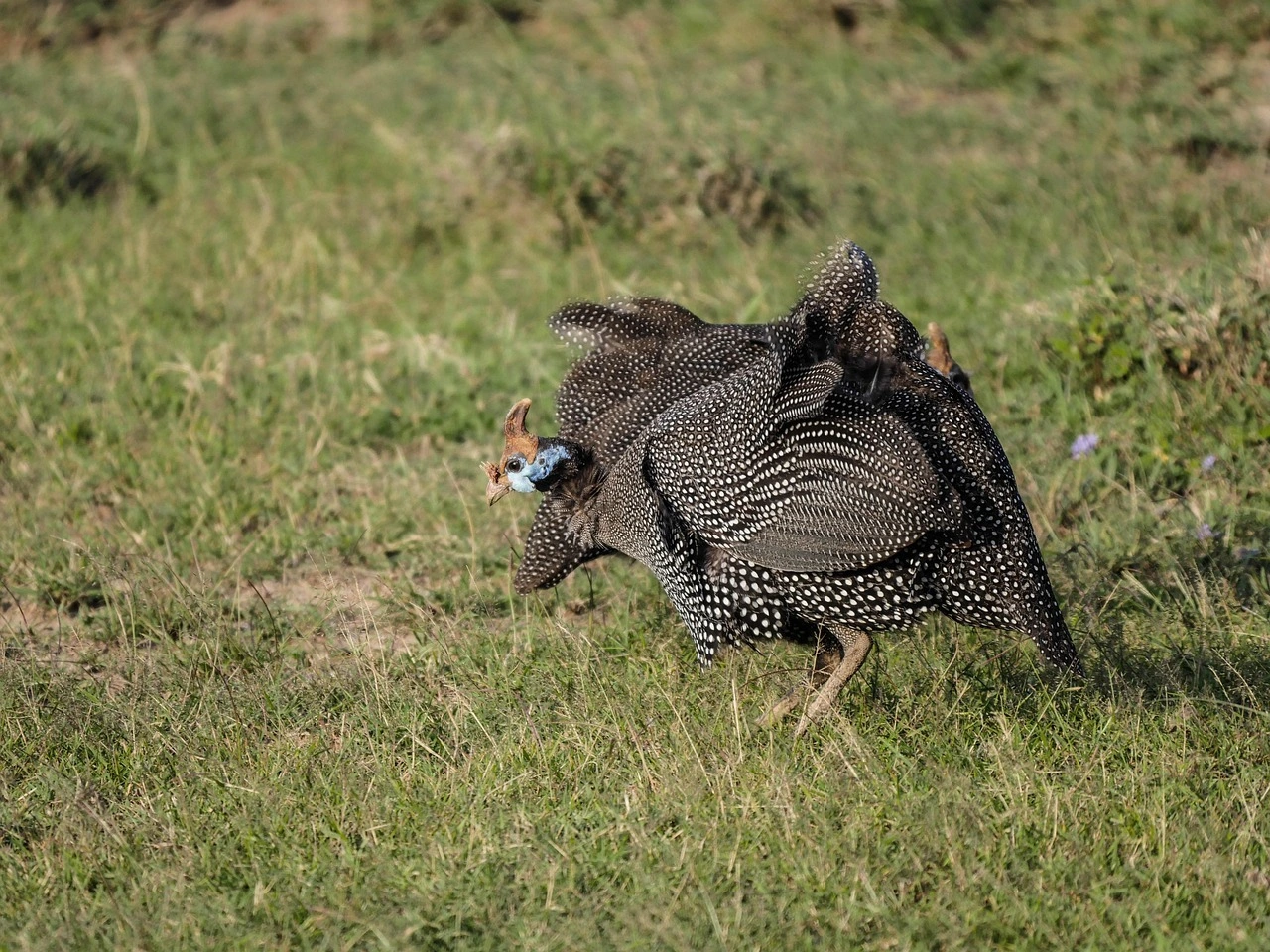 Wildlife sighting at ol pejeta conservancy imgi 4 guinea fowl 2675720 1280