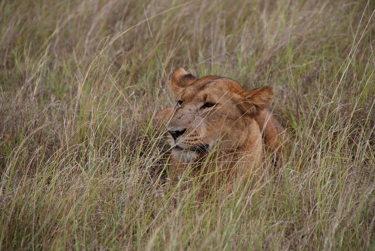 Wildlife sighting at Lake Nakuru National Park imgi 114 lioness 4206337 1280