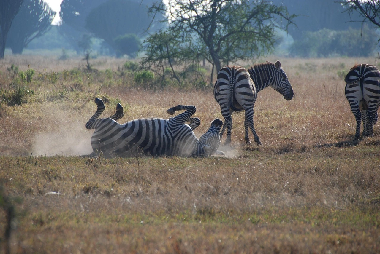 4 Days Ol Pejeta and Lake Nakuru Rhino Safari
