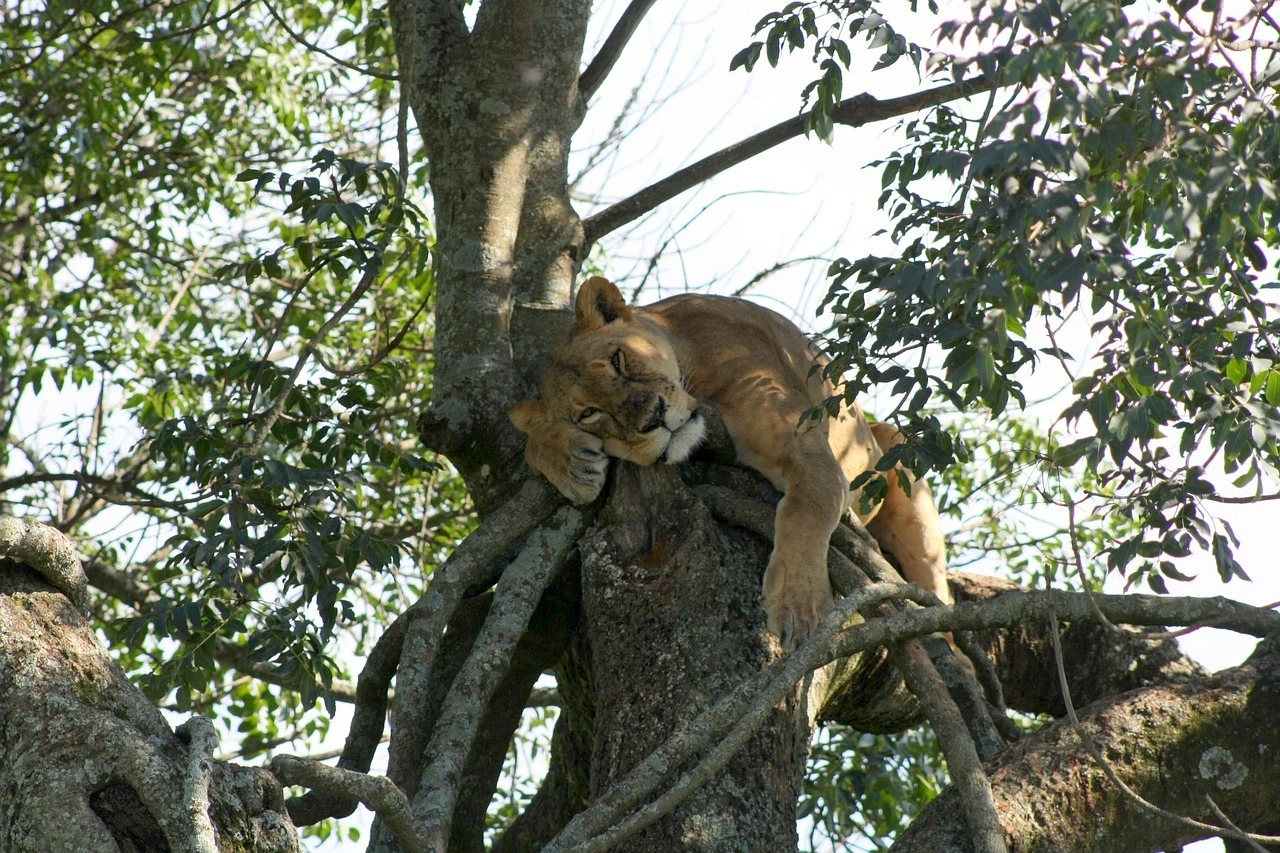 Wildlife sighting at Lake Nakuru National Park imgi 112 lioness 3006896 1280