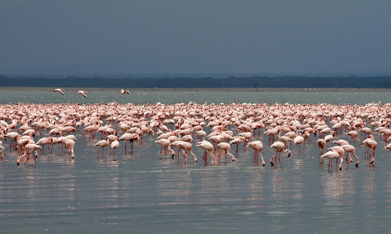 Wildlife sighting at Lake Nakuru National Park imgi 102 flamingo 3816811 1280