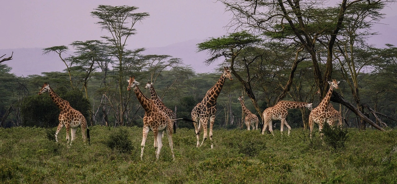 Wildlife sighting at Lake Nakuru National Park imgi 104 giraffes 2685352 1280