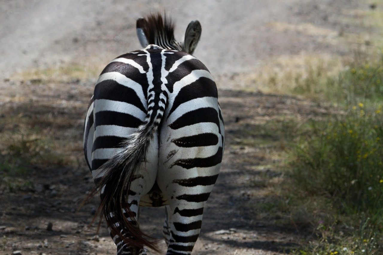 Wildlife sighting at Lake Nakuru National Park imgi 103 zebra 279977 1280