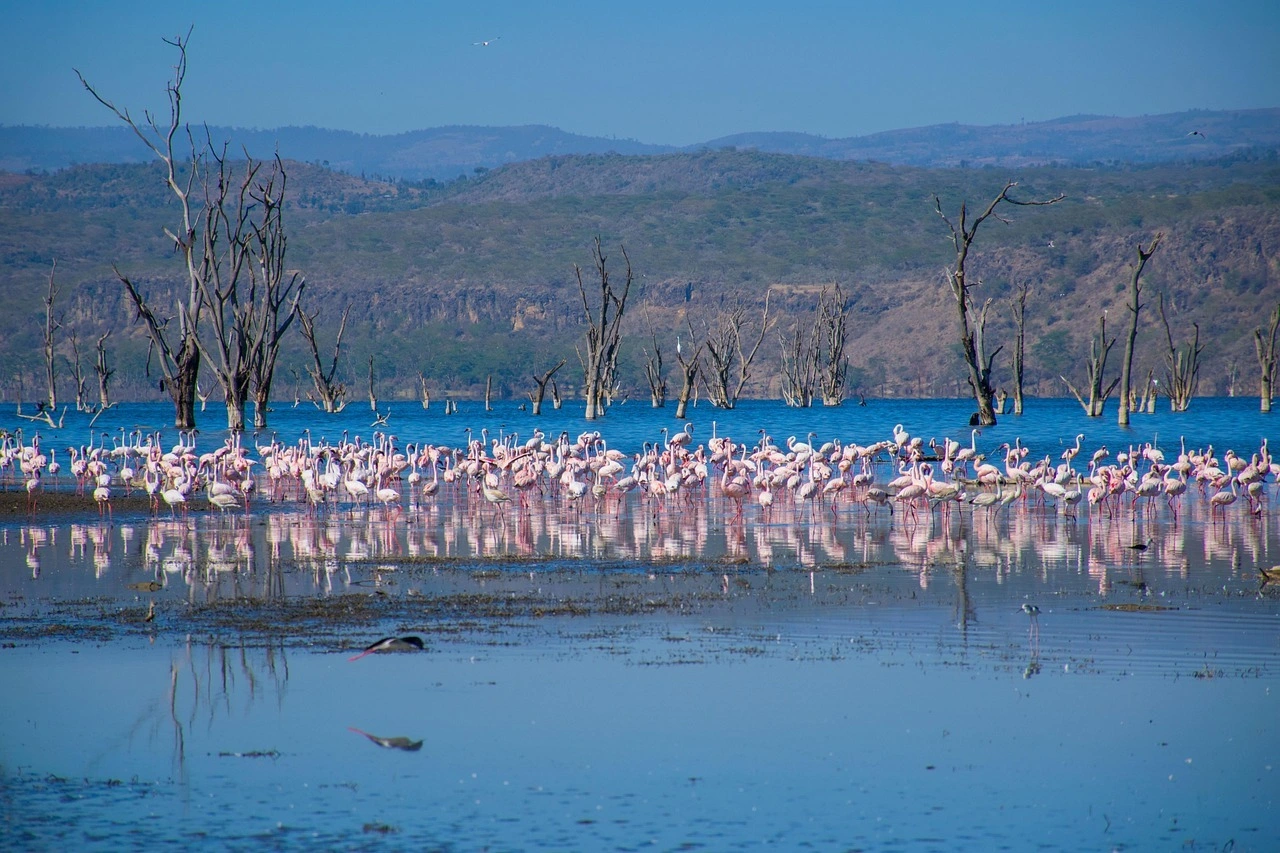 4-Day Ol Pejeta and Lake Nakuru Safari: Itinerary & Planning Guide