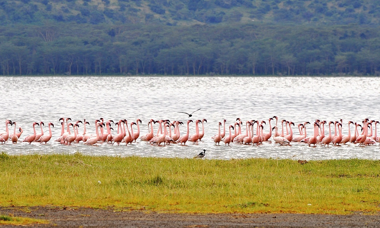 Wildlife sighting at Lake Nakuru National Park imgi 101 flamingo 3833550 1280