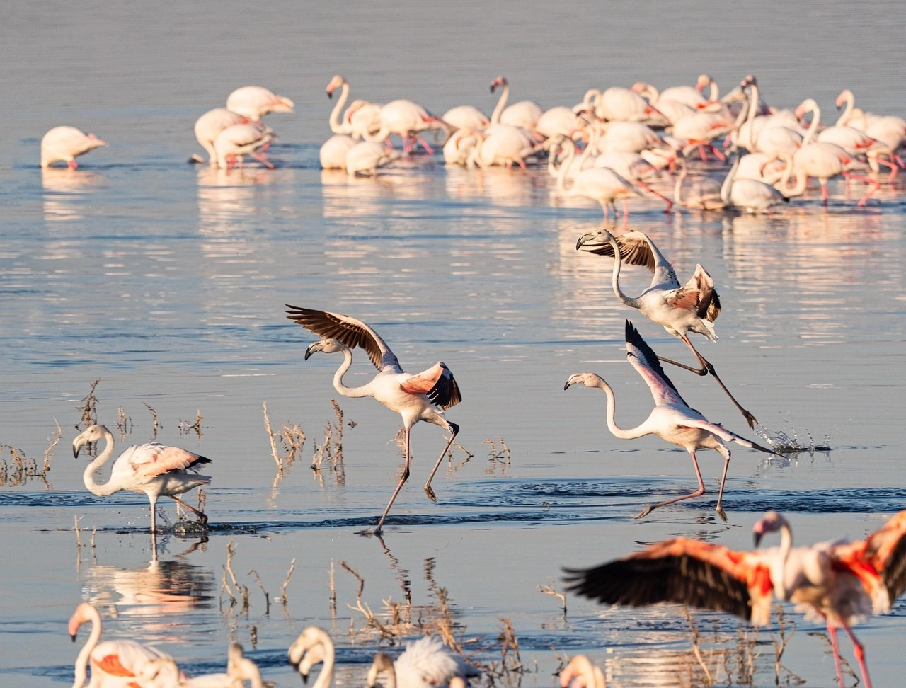 Lake Nakuru Safari Guide: Rhinos, Birdlife, Flamingos & Tips