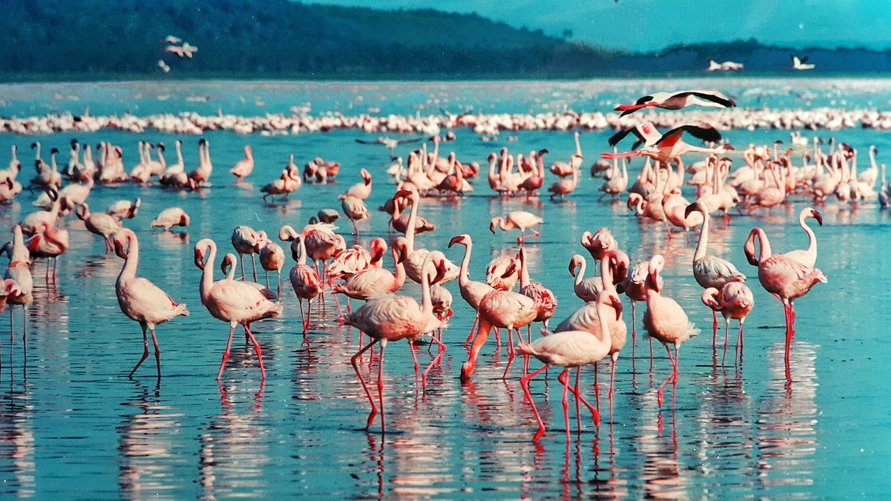 Wildlife sighting at Lake Nakuru National Park imgi 4 pink flamingo 1484781 1280