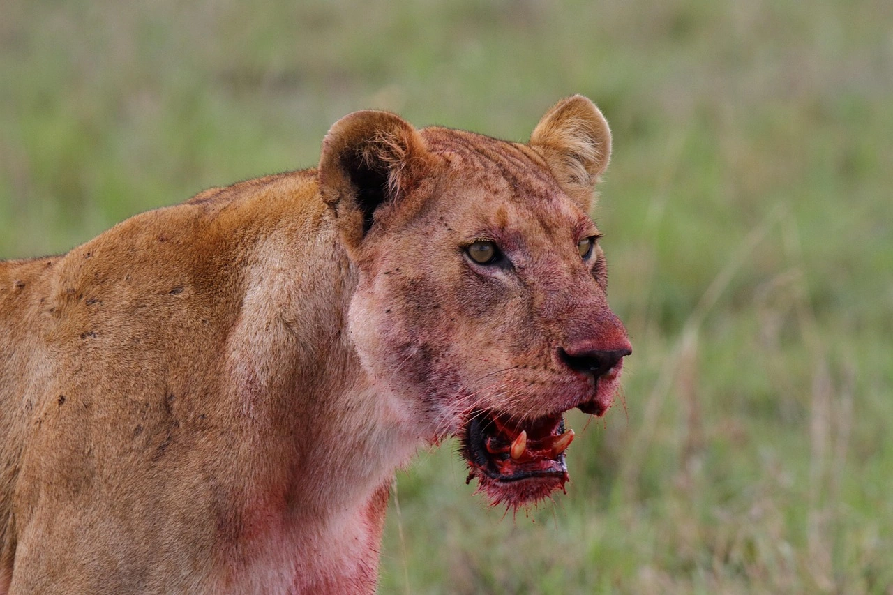9 Days Kenya Wildlife and Mombasa Beach Safari