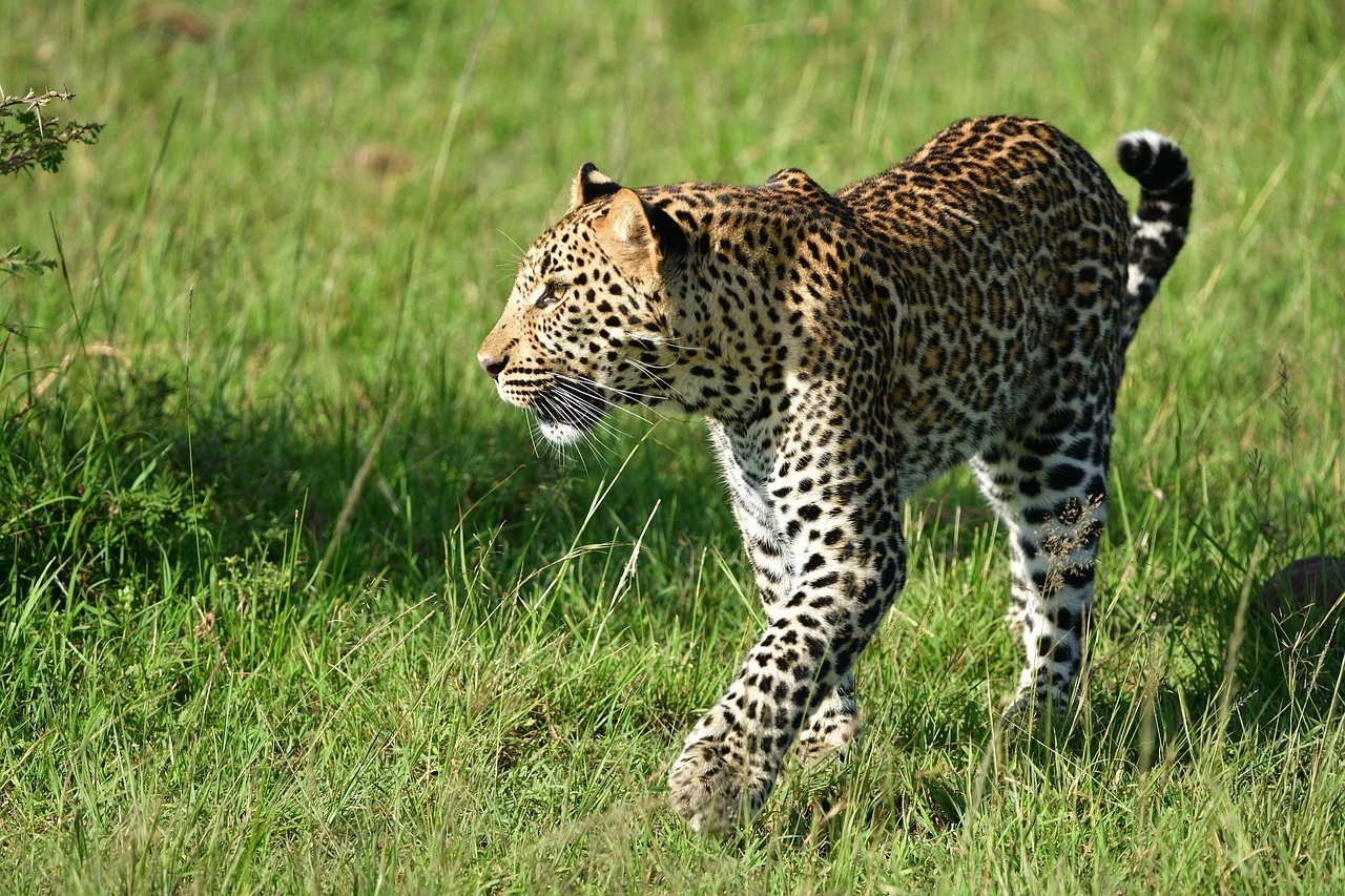 3 Days Masai Mara Big Cats and Classic Wildlife Safari
