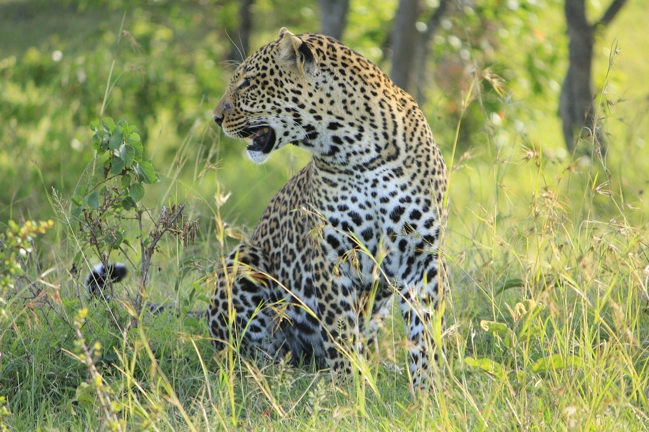 Wildlife sighting at Masaimara National Reserve imgi 149 leopard 2741169 1280