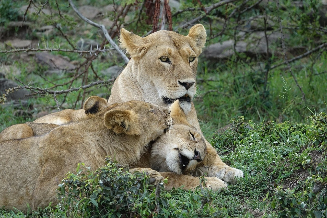 4 Days Lake Nakuru and Masai Mara Rhino and Big Cats Safari