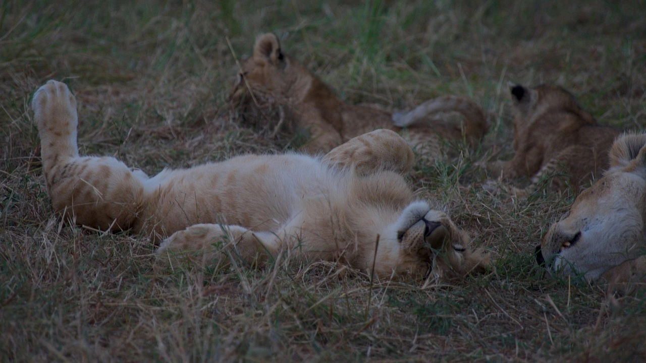 Wildlife sighting at Masaimara National Reserve imgi 142 lion 7504895 1280