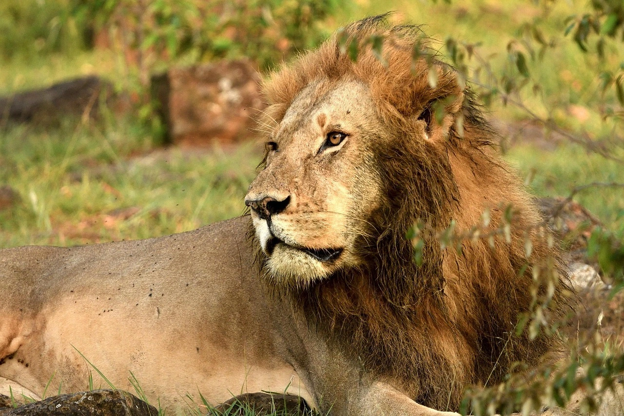 6 Days Masai Mara, Lake Naivasha and Amboseli Safari