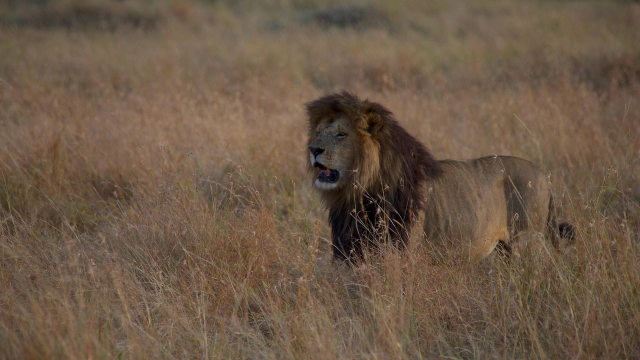 Masai Mara Big Cat Viewing
