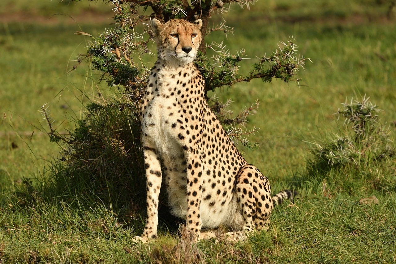 Wildlife sighting at Masaimara National Reserve imgi 122 cheetah 7235572 1280