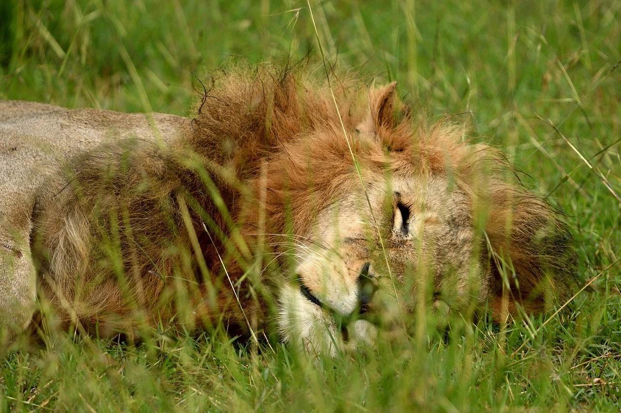 Wildlife sighting at Masaimara National Reserve imgi 120 lion 7235561 1280