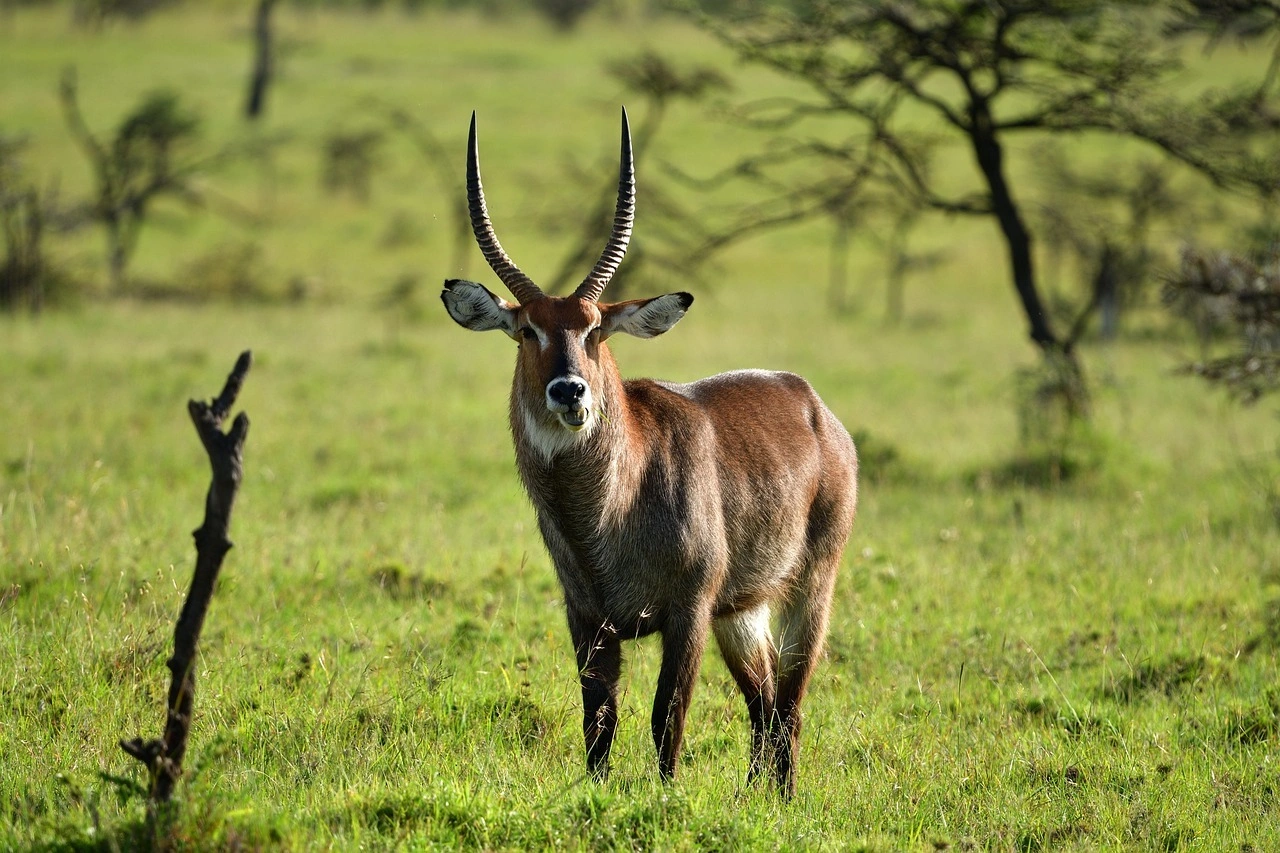 Wildlife sighting at Masaimara National Reserve imgi 117 defassa waterbuck 7235629 1280