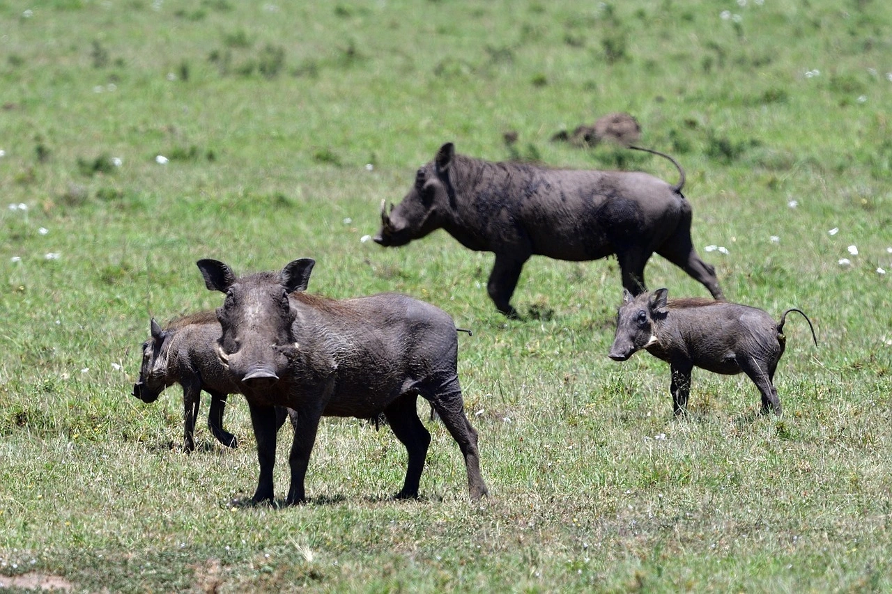 Wildlife sighting at Masaimara National Reserve imgi 68 warthogs 7241380 1280