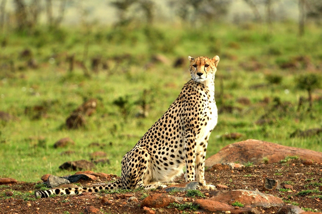 A scenic view from the Kenya National Reserves collection
