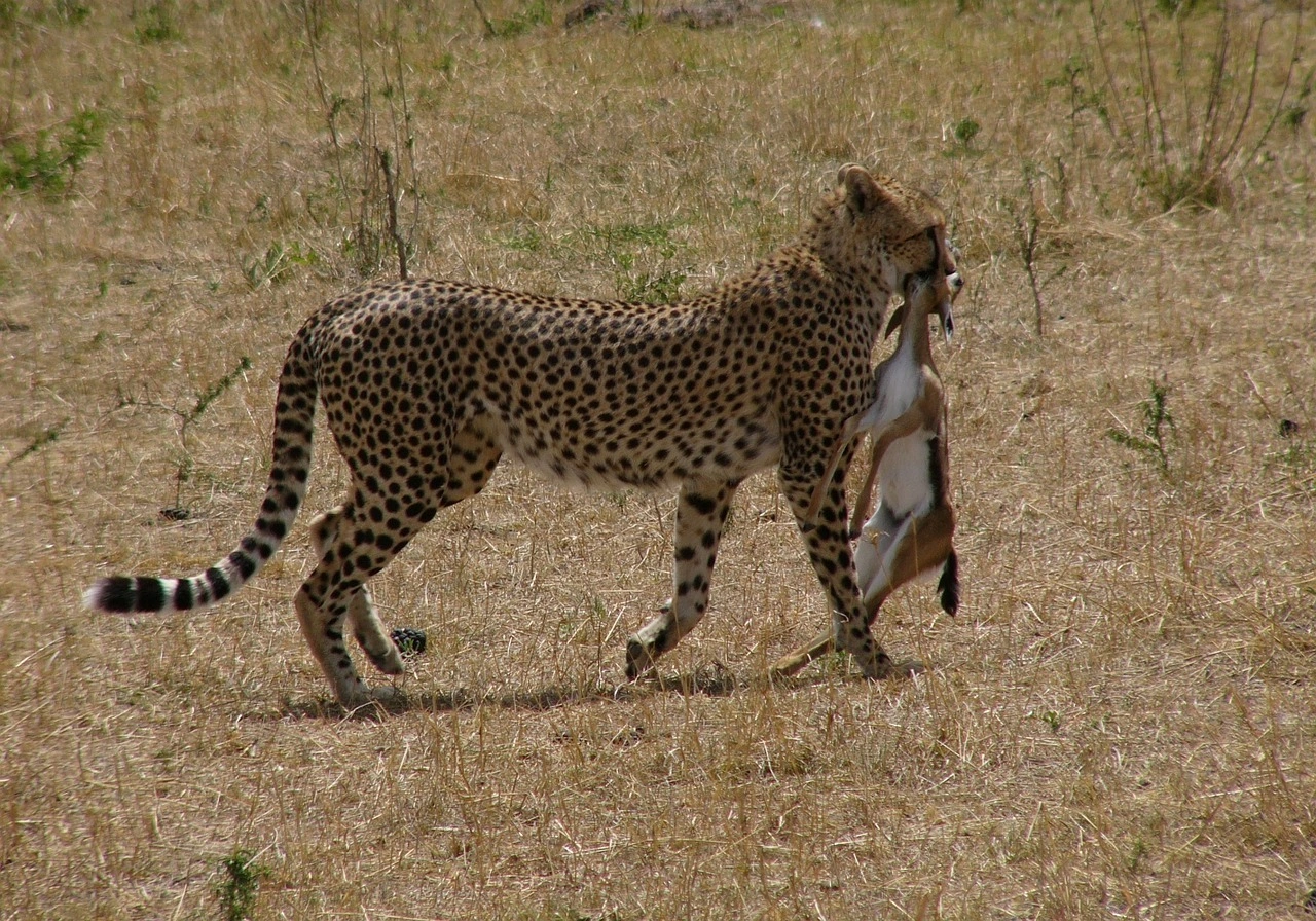 Kenya Family Safaris