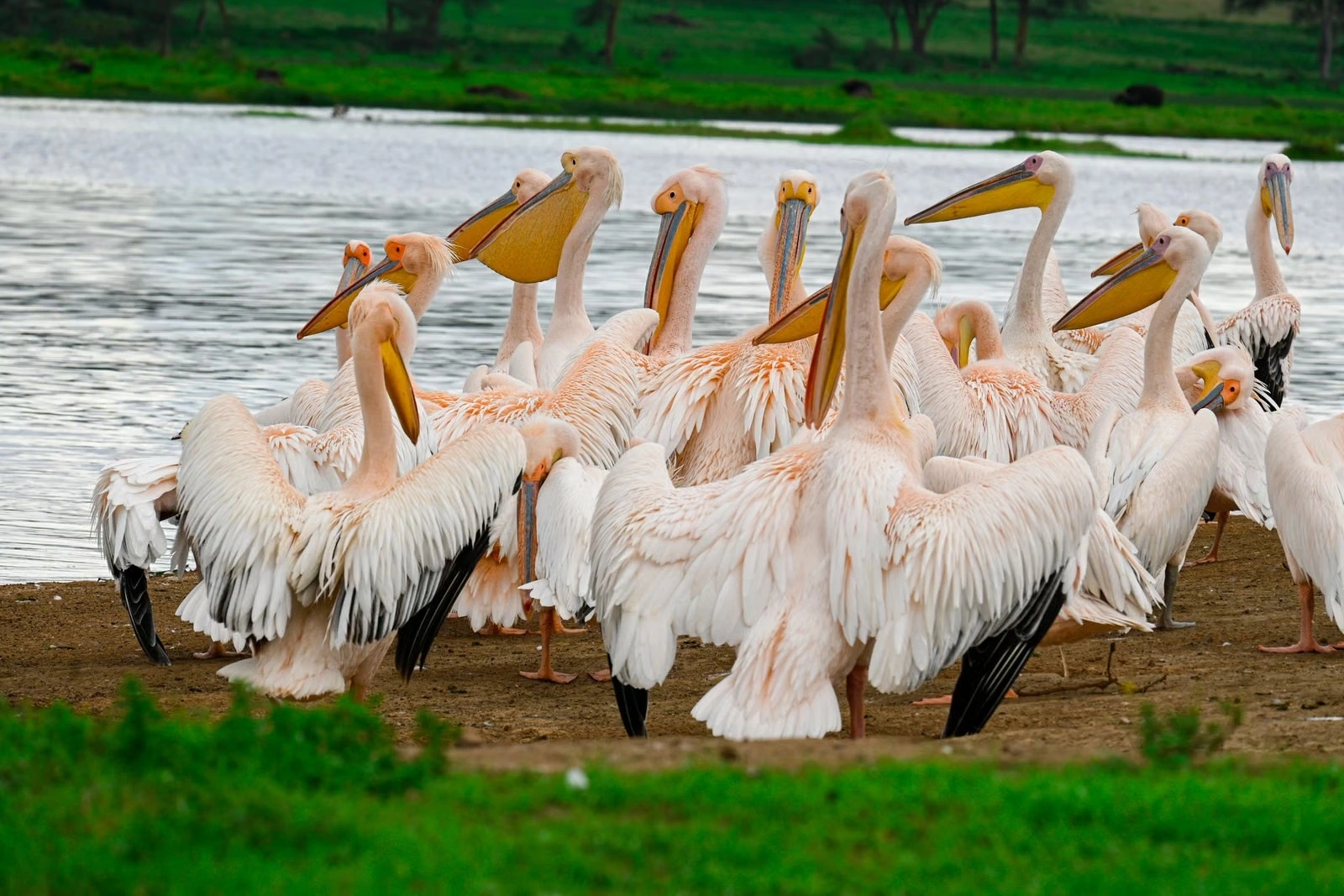 Lake Naivasha experience imgi 570 free photo of pelicans on beach in kenya