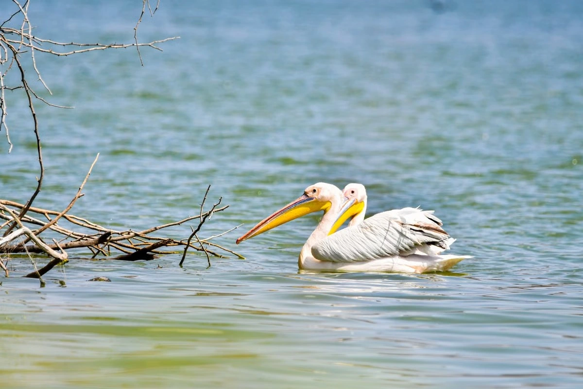 Lake Naivasha experience imgi 497 free photo of two great white pelicans swimming in natural habitat