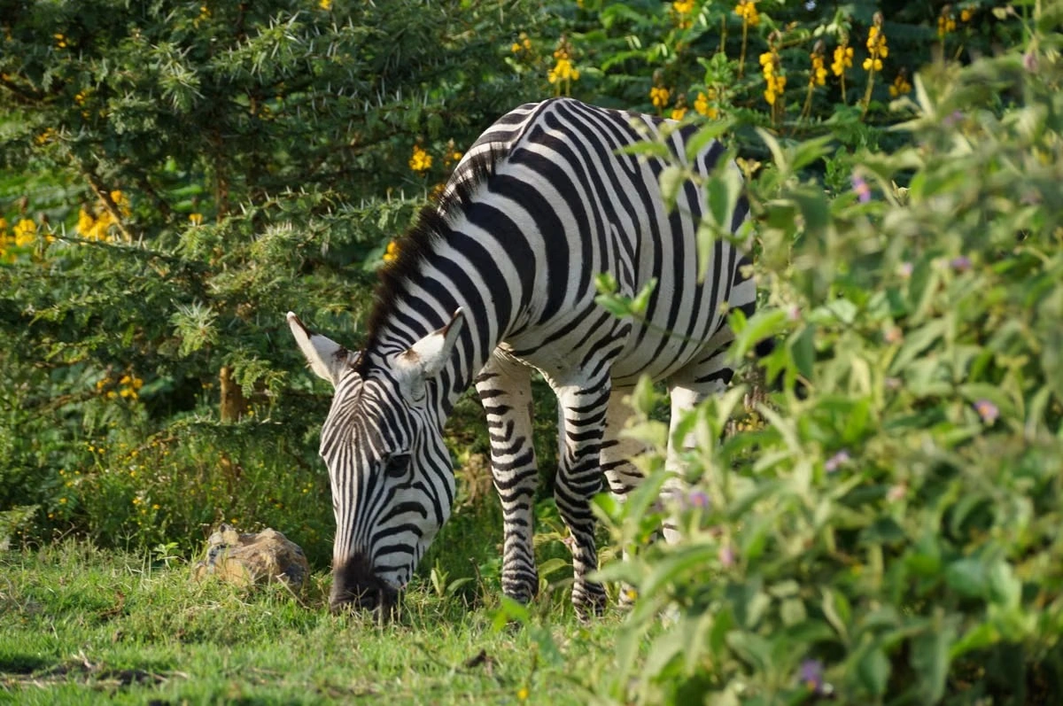 Lake Naivasha experience imgi 416 free photo of adorable zebra grazing