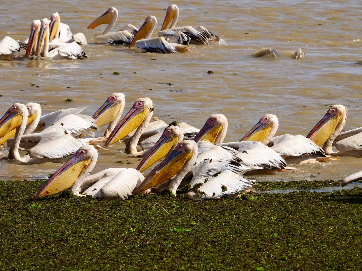 Lake Naivasha experience imgi 398 free photo of great white pelicans on lakeshore
