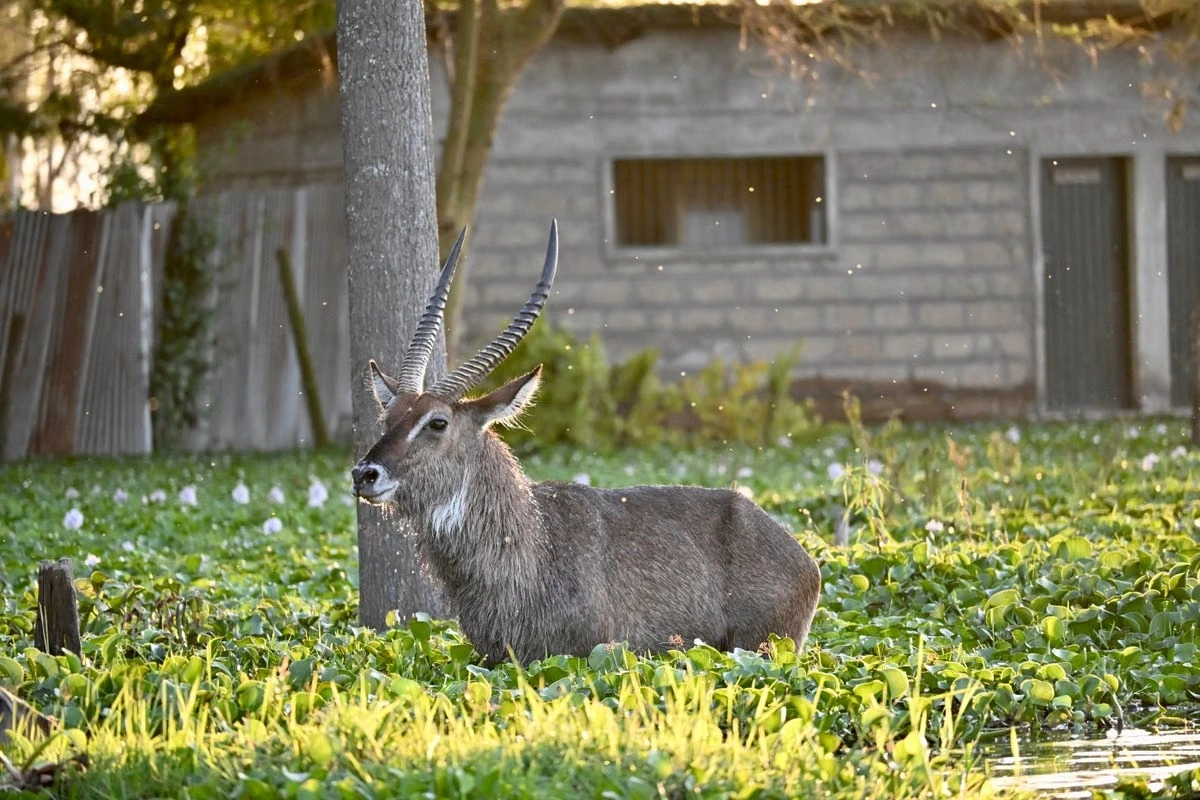 Lake Naivasha experience imgi 392 free photo of waterbuck in natural habitat nairobi park