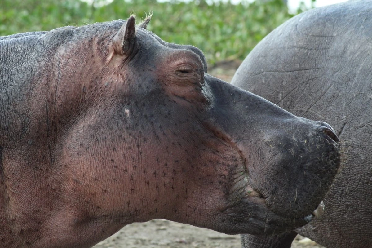 Lake Naivasha experience imgi 356 free photo of close up of hippopotamus at lake naivasha