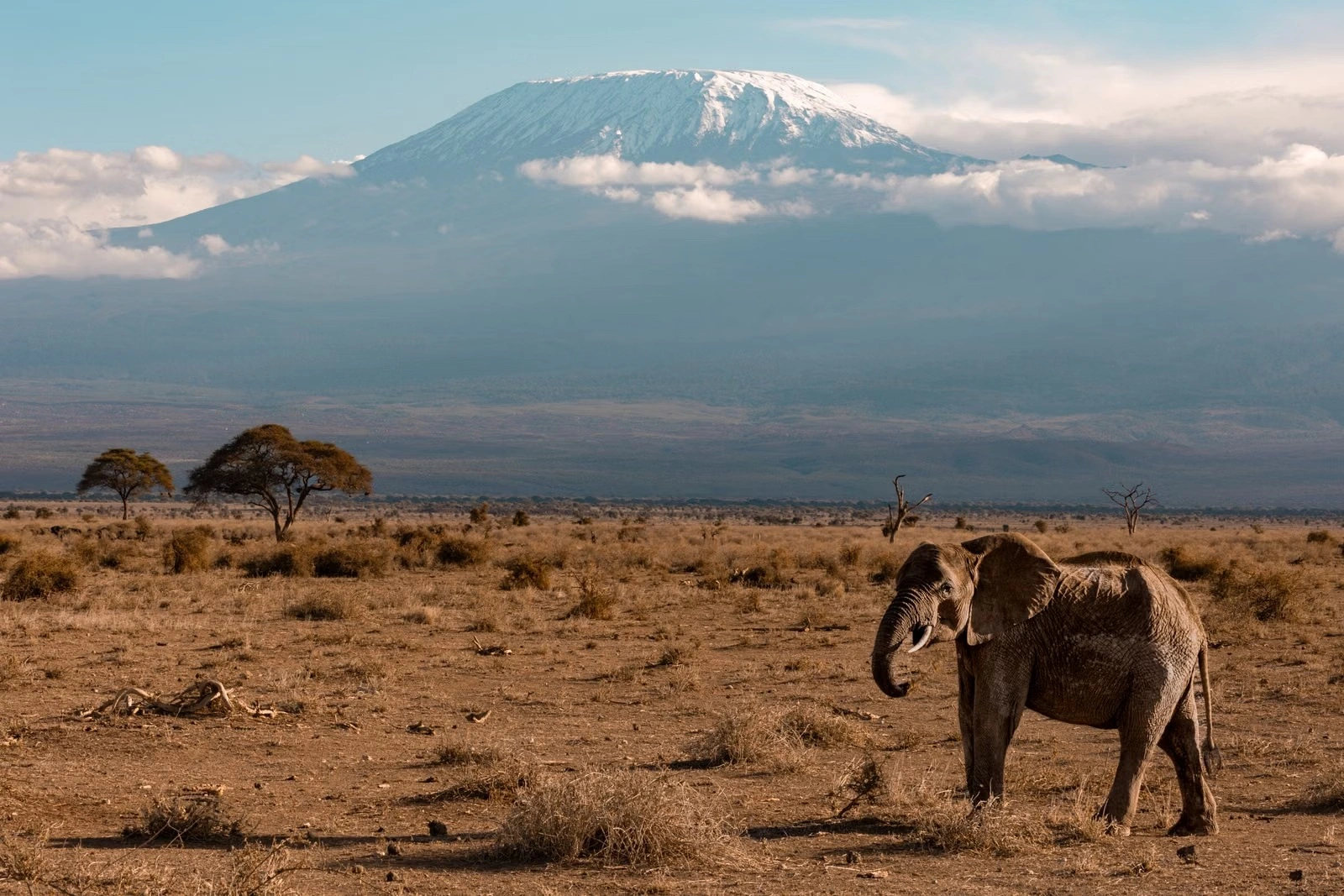 Amboseli Elephant and Kilimanjaro Viewing