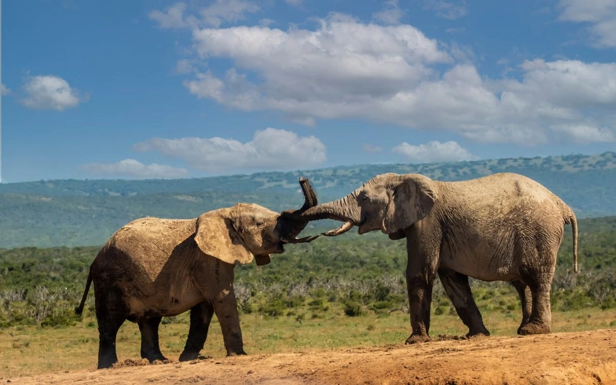 7 Days Amboseli, Naivasha, Masai Mara and Lake Nakuru Safari