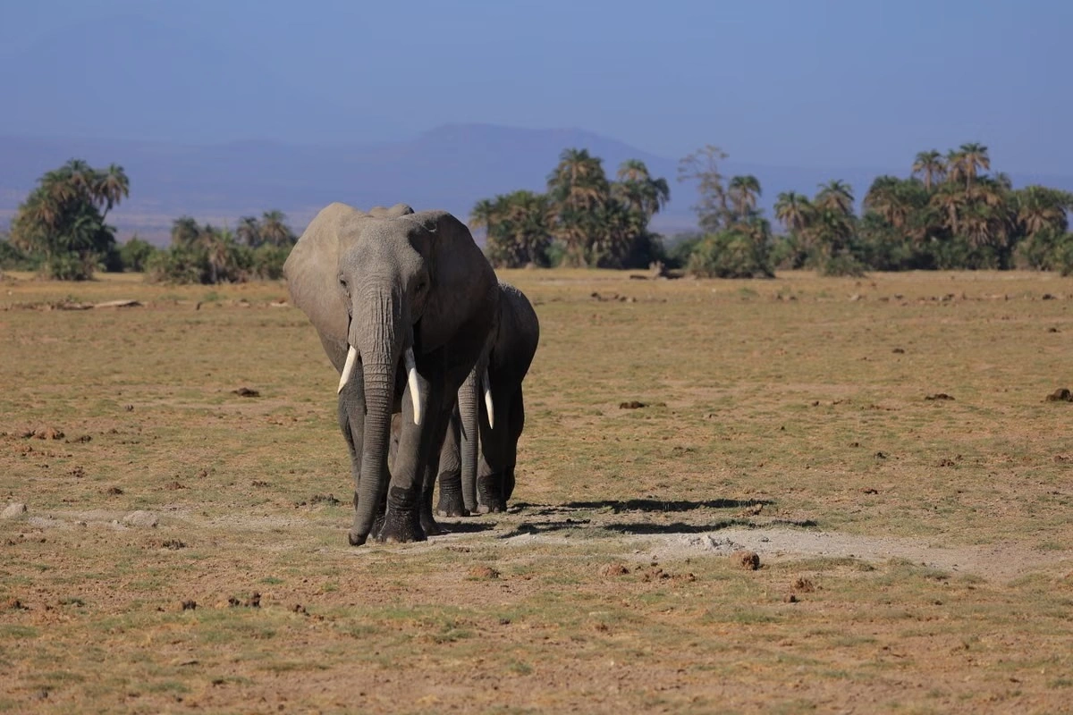Wildlife sighting at the Amboseli National Park imgi 205 free photo of elephants walking on a meadow
