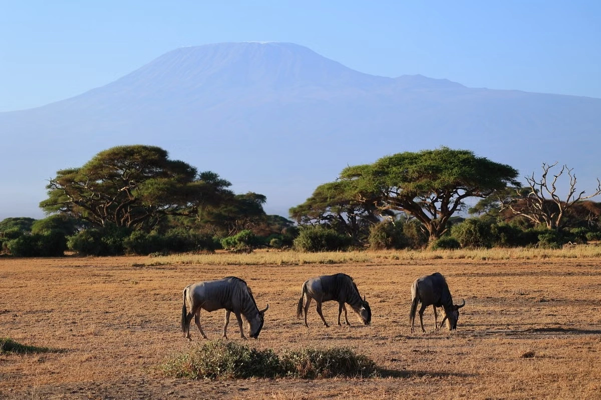 3 Days Amboseli Elephant Safari and Kilimanjaro Views