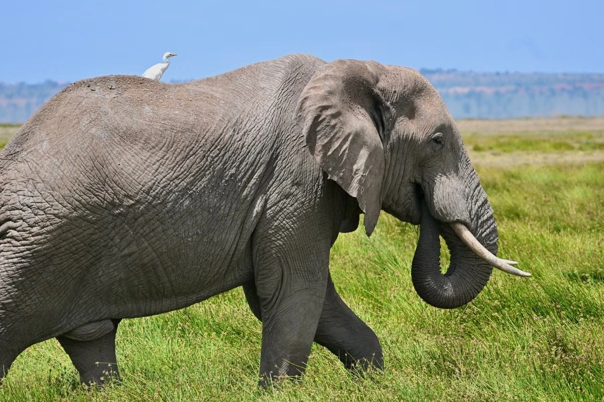 Wildlife sighting at the Amboseli National Park imgi 156 free photo of african elephant and egret in tanzanian savannah