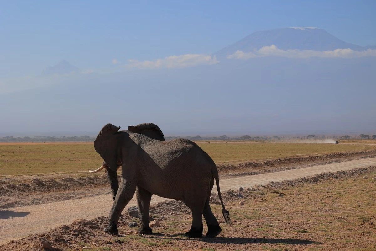 Wildlife sighting at the Amboseli National Park imgi 168 free photo of an elephant walking on a field