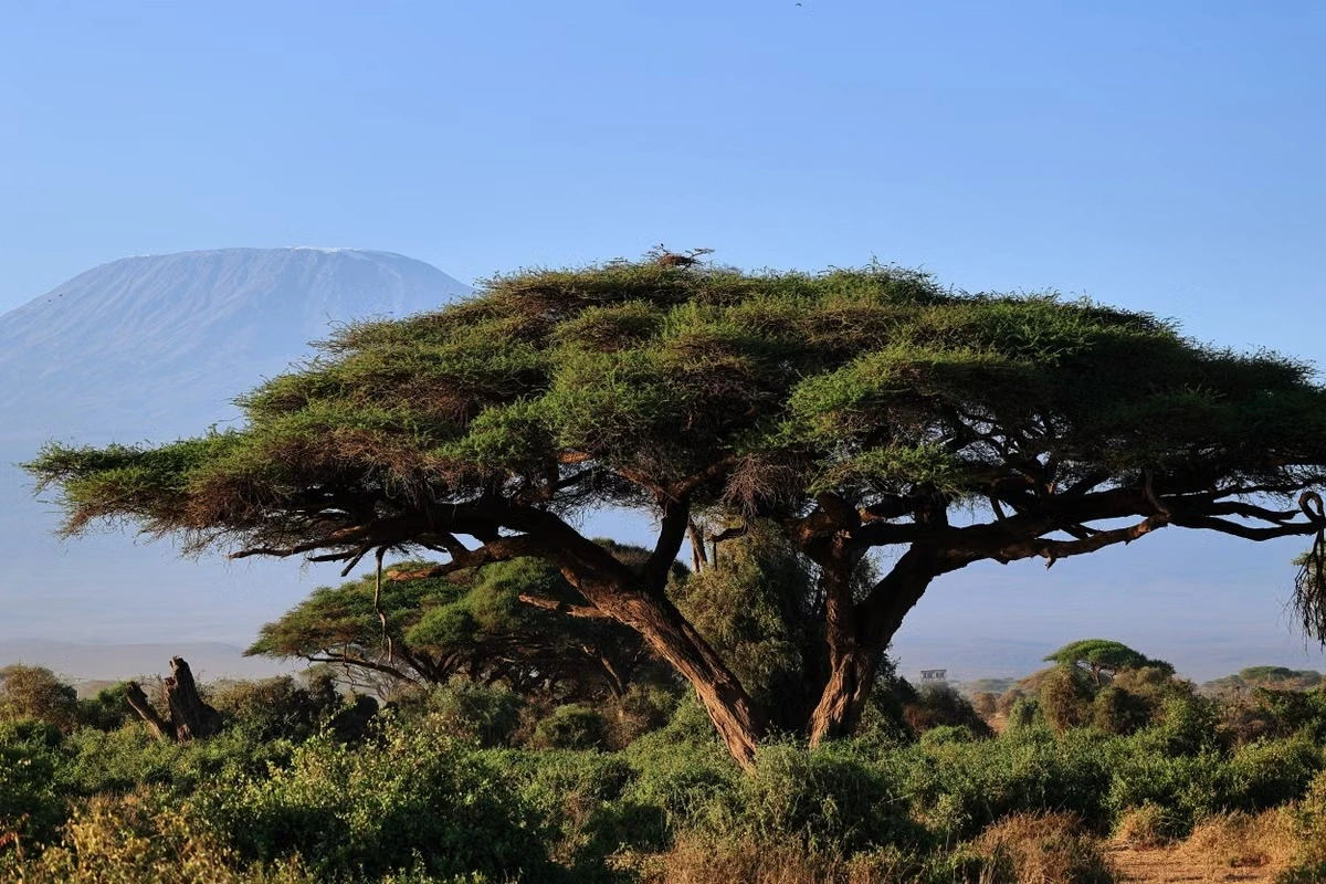 Wildlife sighting at the Amboseli National Park imgi 180 free photo of green acacia tree
